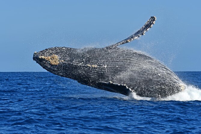 Whale Watching by Zodiac in Cabo San Lucas with Photos Included - Guides like Pepe, Raz, Mario, and Captain Pedro, and what great guiding looks like