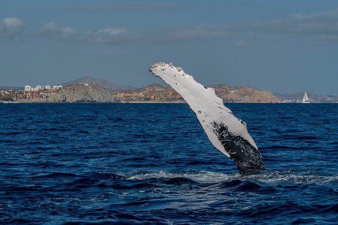 Whale Watching by Zodiac in Cabo San Lucas with Photos Included - Price and value at about $85 for 2.5 hours