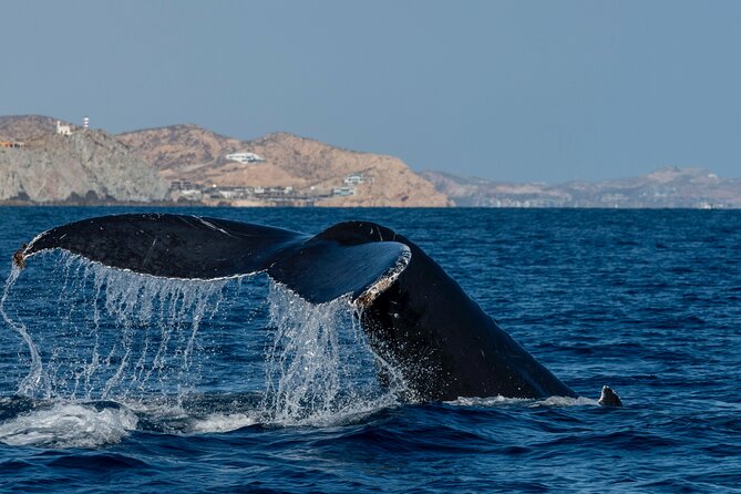 Whale Watching by Zodiac in Cabo San Lucas with Photos Included - Who this tour fits best in Cabo, and who might want to rethink it