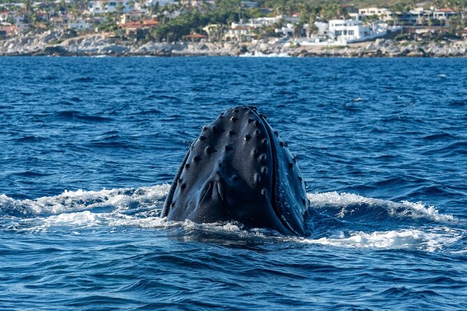Whale Watching by Zodiac in Cabo San Lucas with Photos Included - Why the Zodiac 28-foot Apex boat feels different in real life