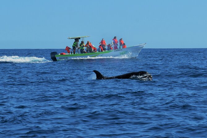 Whale Watching Cabo-Women crew-Sightings Guaranteed & Free Photos - Where you meet and how the timing usually plays out