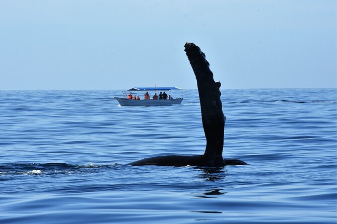 Whale Watching Cabo-Women crew-Sightings Guaranteed & Free Photos - Hearing humpbacks with the hydrophone