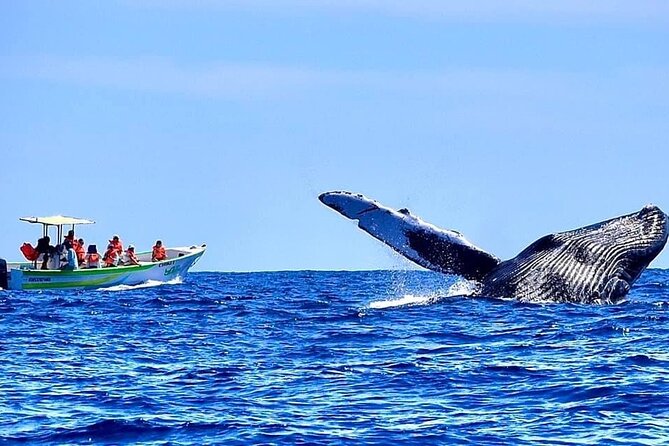 Whale Watching Cabo-Women crew-Sightings Guaranteed & Free Photos - El Arco stop: fast photos, big Cabo payoff