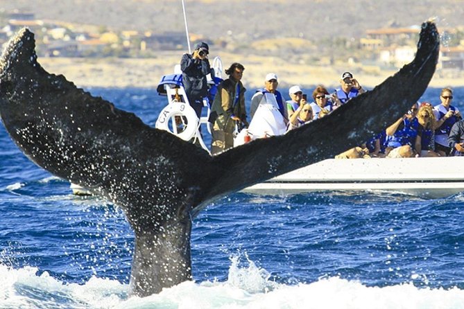Whale Watching Cruise in Cabos San Lucas and Ground Transportation - Speedboat vs Catamaran Option, and Why It Changes the Vibe