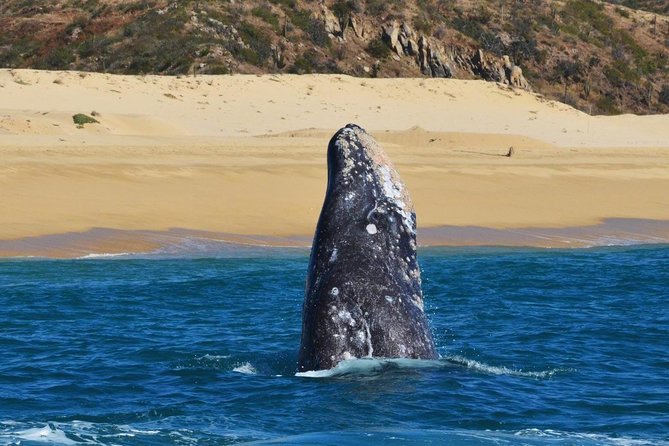 Whale Watching Cruise in Cabos San Lucas and Ground Transportation - The Whale Watching Part: What Makes a Good Day on the Water