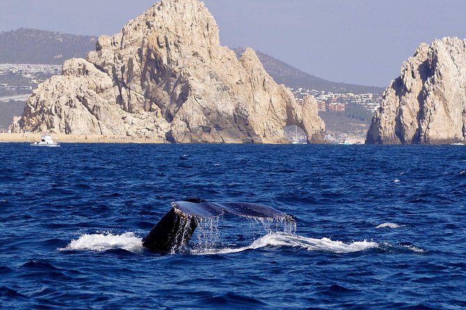 Whale Watching Cruise in Cabos San Lucas and Ground Transportation - Drinks and Tequila: What’s Included, and What Can Be Confusing