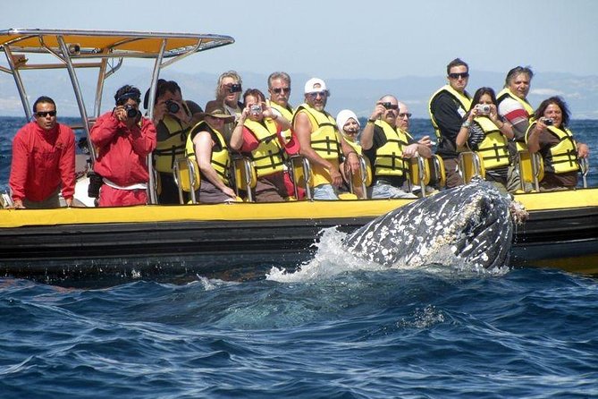 Whale Watching Cruise in Cabos San Lucas and Ground Transportation - What to Bring for a 4-Hour Whale Day in Cabo