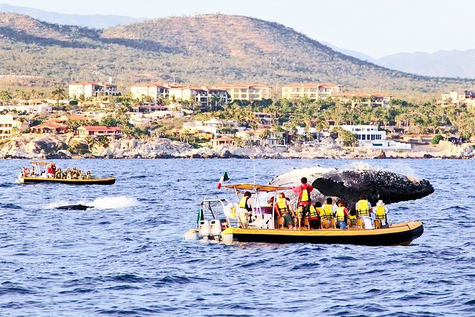 Whale Watching Cruise in Cabos San Lucas and Ground Transportation - Cabo San Lucas Arch: The Landmark Stop That Sets the Stage