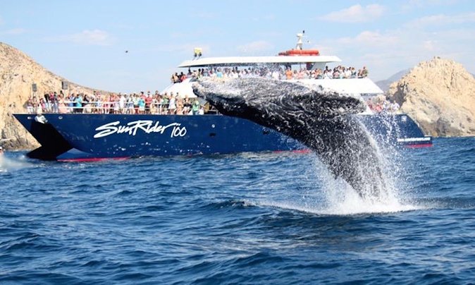 Whale Watching Dinner Cruise in Cabo San Lucas - Whale watching that feels guided, not random