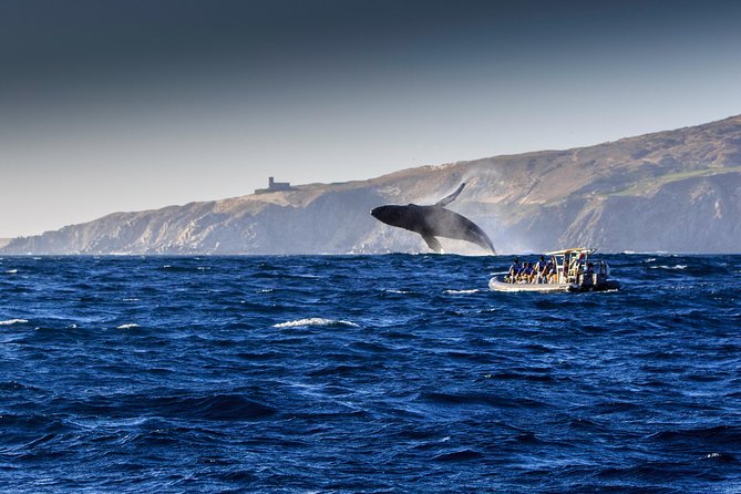 Whale Watching Dinner Cruise in Cabo San Lucas - Comfort details: why the boat itself gets such strong praise