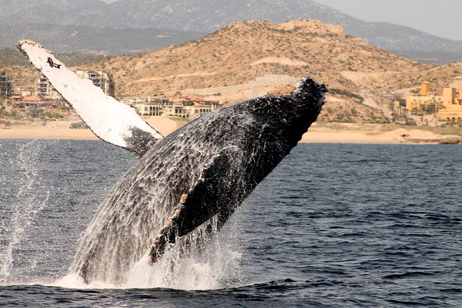 Whale Watching Dinner Cruise in Cabo San Lucas - Price and value: $110 makes sense when you use what is included