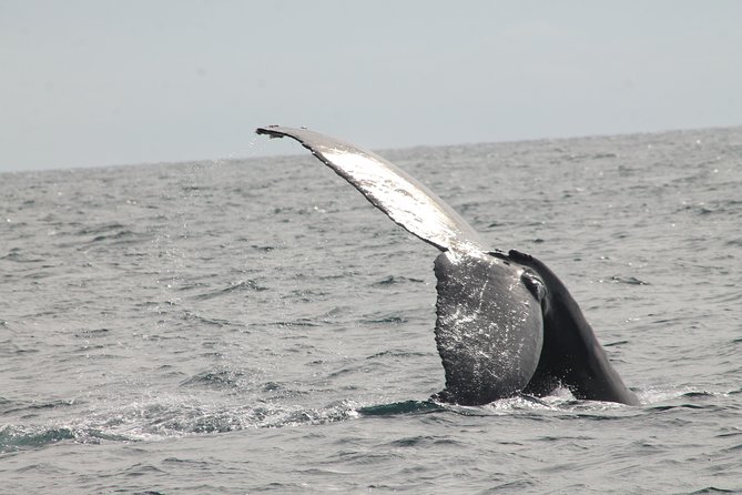 Whale Watching Dinner Cruise in Cabo San Lucas - Accessibility and rules that matter for planning your night
