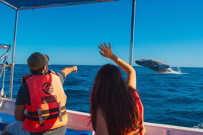 Whale Watching Experience in Cabo San Lucas 2 hours - Key things that make this Cabo whale cruise worth a look