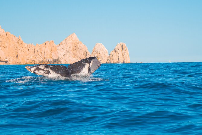 Whale Watching Experience in Cabo San Lucas 2 hours - A short Cabo whale trip that fits real vacation days