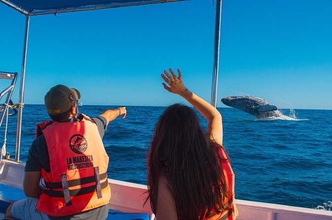 Whale Watching Experience in Cabo San Lucas 2 hours - English on the water: helpful, but check communication expectations