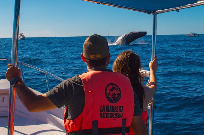 Whale Watching Experience in Cabo San Lucas 2 hours - Who this whale watching cruise suits best