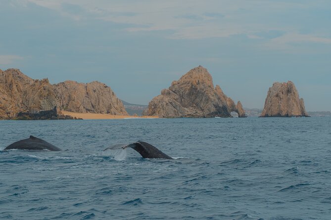 Whale Watching Experience in Cabo San Lucas 2 hours - Whale watching part: how to get the best shot of the moment