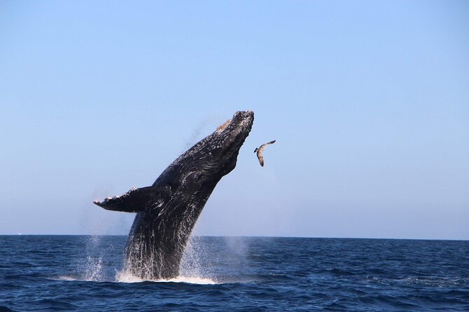 Whale Watching Experience in Cabo San Lucas - Meeting Point and Timing That Keep You From Rushing