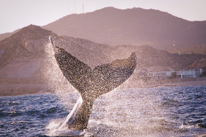 Whale Watching Experience in Cabo San Lucas - Stop 1 at the Arch of Cabo: Quick Photos, Big Payoff
