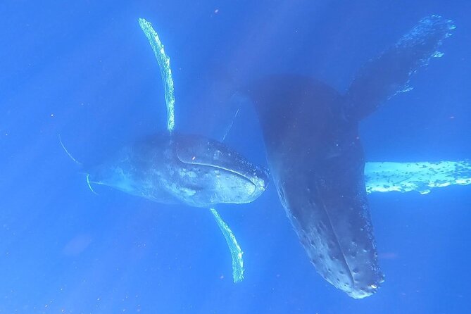 Whale Watching Experience in Cabo San Lucas - Pelican Rock and the Fish Feeding Moment