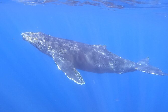 Whale Watching Experience in Cabo San Lucas - Whale Searching: How the Crew Spots Them Fast