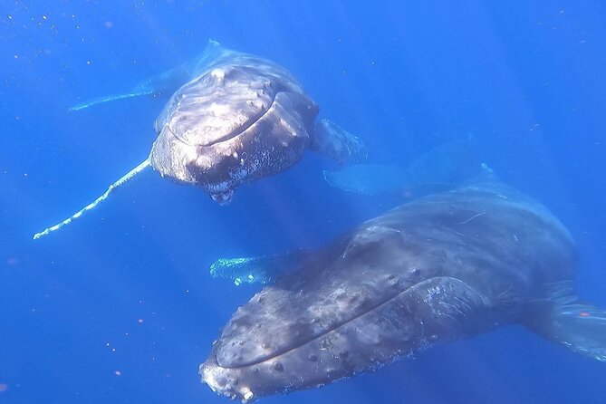 Whale Watching Experience in Cabo San Lucas - The Beach Stop: Sea of Cortez and Pacific Views, When Allowed