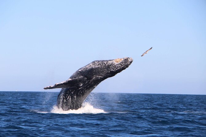 Whale Watching Experience in Cabo San Lucas - Included Drinks and Photos, Plus What You Must Bring