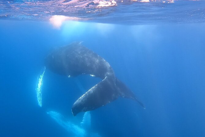 Whale Watching Experience in Cabo San Lucas - The Boat Ride: Clean, Comfortable, and Built for Sightings