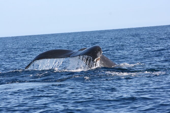Whale Watching Group Tour in San Jose del Cabo - The hydrophone experience: hearing whales, not just seeing them