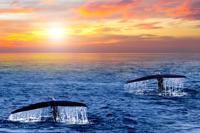 Whale Watching Group Tour in San Jose del Cabo - The guides: why the talk can make or break the day