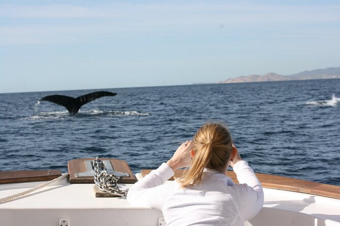 Whale Watching Group Tour in San Jose del Cabo - Free snacks, free photos, and why they matter