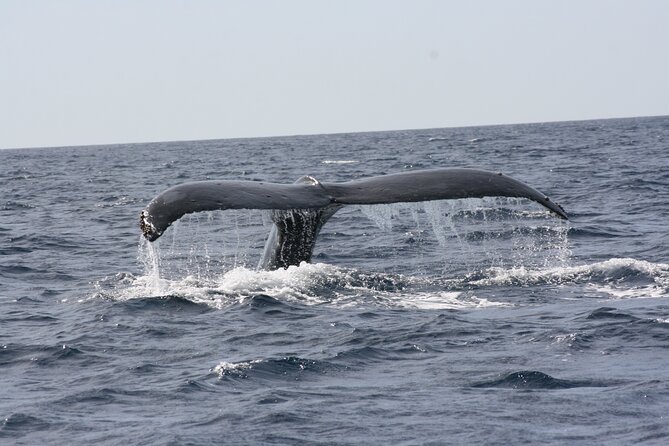 Whale Watching Group Tour in San Jose del Cabo - Best timing: matching your day to whale activity