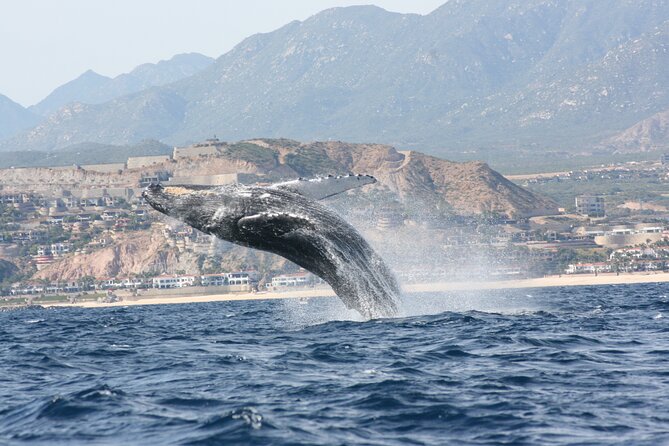 Whale Watching Group Tour in San Jose del Cabo - What to expect on the water, where Stop 1 really matters