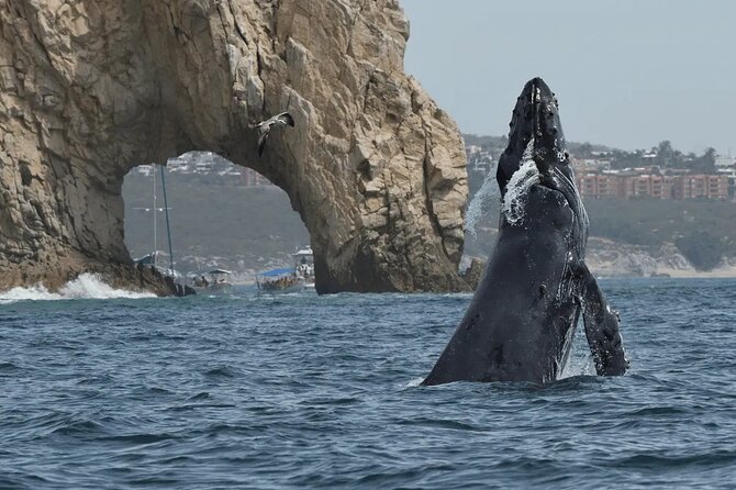 Whale Watching in Cabo: 2-Hour Small Group Tour to The Arch - Key things to know before you go
