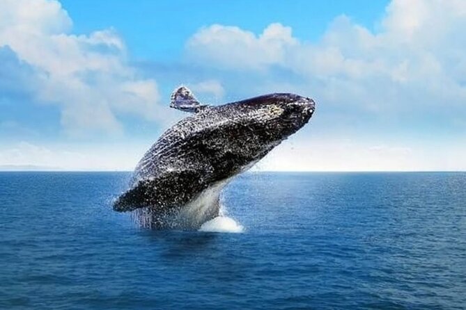 Whale Watching in Cabo: 2-Hour Small Group Tour to The Arch - Cabo whale watching, with El Arco views and real time on the water