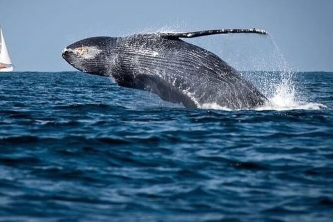 Whale Watching in Cabo: 2-Hour Small Group Tour to The Arch - Where to meet: Gregory ToursBlvd marina, Medano 39