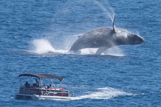 Whale Watching in Cabo San Lucas on board our Luxury Trimaran! - What actually makes this cruise worth your time