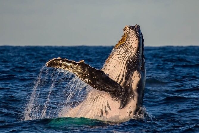 Whale Watching in Cabo San Lucas on board our Luxury Trimaran! - Cabo’s bay and the Pacific side: why both areas matter