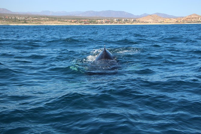 Whale Watching in Cabo San Lucas on board our Luxury Trimaran! - Guides make spotting feel like a team effort