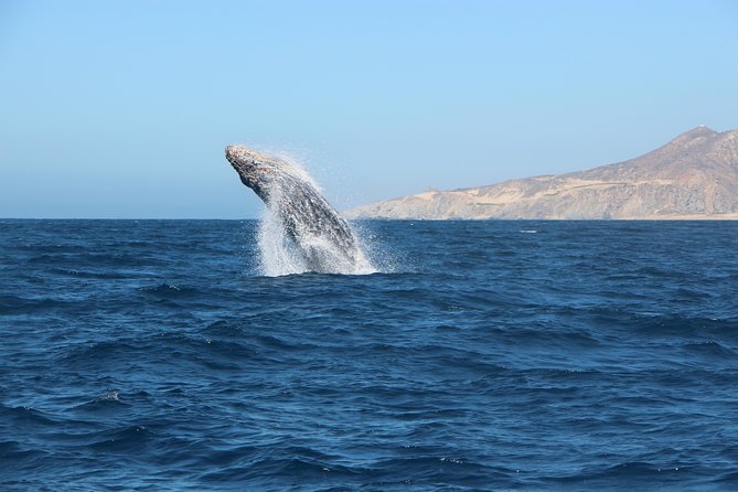 Whale Watching in Cabo San Lucas on board our Luxury Trimaran! - What’s included in the $115 price, and what you should budget extra