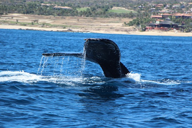 Whale Watching in Cabo San Lucas on board our Luxury Trimaran! - Whale season timing is the real secret in Cabo