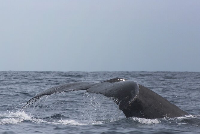 Whale Watching in Cabo San Lucas: Sightseeing Cruise and Shopping - Marina Cabo tequila tasting: short, fun, and actually relevant