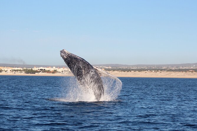 Whale Watching in Cabo San Lucas: Sightseeing Cruise and Shopping - Cabo shopping time: make it count in 30 minutes
