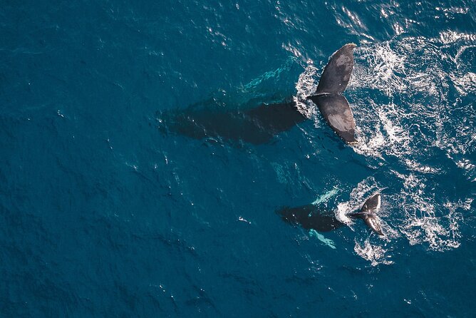 Whale Watching in Cabo San Lucas: Sightseeing Cruise and Shopping - The beach time question: weather is the boss