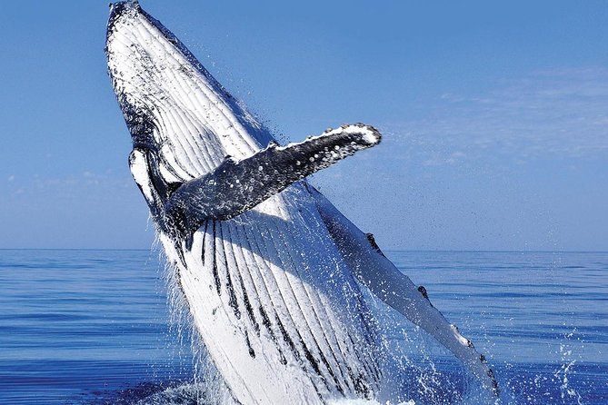 Whale Watching in Cabo San Lucas: Sightseeing Cruise and Shopping - Pickup timing and communication: show up early