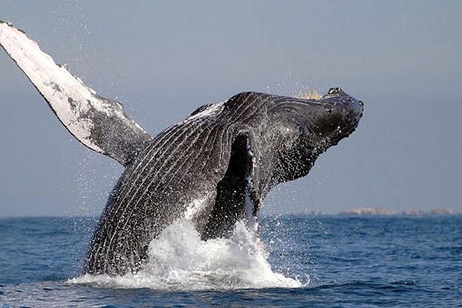 Whale Watching in Cabo San Lucas: Sightseeing Cruise and Shopping - The El Arco photo stop: quick, iconic, and easy