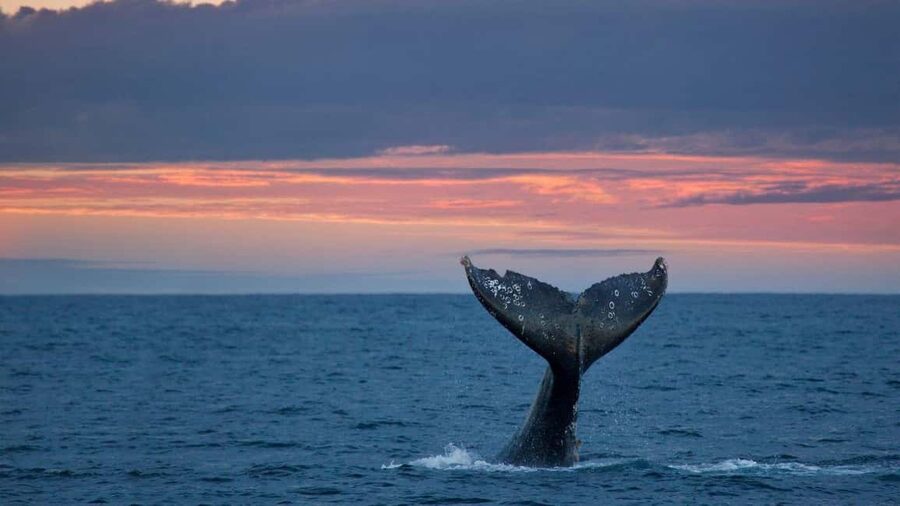 Whale Watching in La Paz – Gray Whale Encounter - Key highlights worth your attention