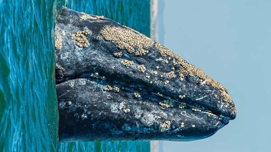 Whale Watching in La Paz – Gray Whale Encounter - What to pack so you feel comfortable all day