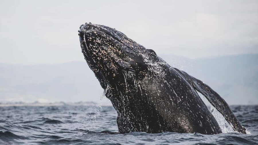 Whale Watching in La Paz – Gray Whale Encounter - Gray whale season in Puerto Chale: when the magic actually happens