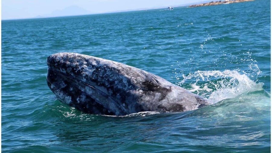 Whale Watching in La Paz – Gray Whale Encounter - Breakfast box before the boat: tamales, burritos, and local coffee